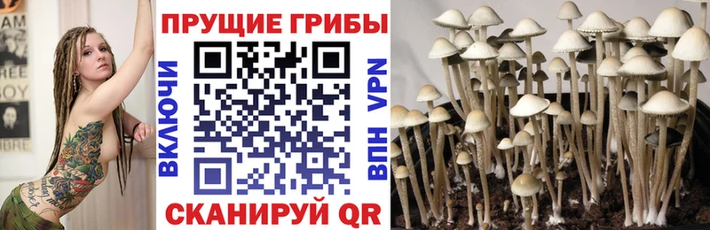 Псилоцибиновые грибы Psilocybine cubensis  Холм 